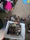 Large Lot Of Starwars Figures New And Used Vintage